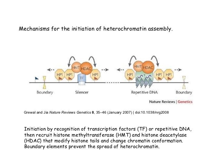 euchromatin and heterochromatin notes function of euchromatin